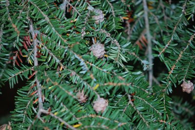 Tsuga canadensis - jedlovec kanadský - zralé plody